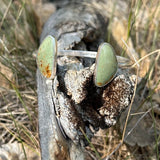 Golden Gate Canyon Cuff - Hubei - Green Turquoise