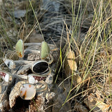 Golden Gate Canyon Cuff - Wild Horse
